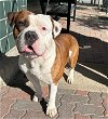 adoptable Dog in rancho cucamonga, CA named BRAVO