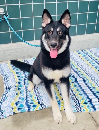 adoptable Dog in Rancho Cucamonga, CA named BROOKS