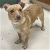 adoptable Dog in  named DAISY