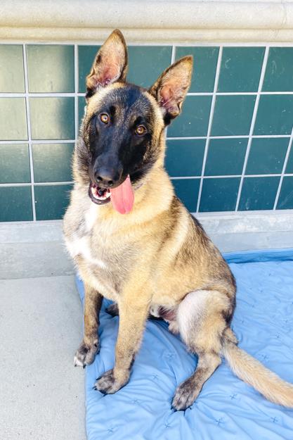 adoptable Dog in Rancho Cucamonga, CA named BADGER