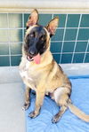 adoptable Dog in Rancho Cucamonga, CA named BADGER