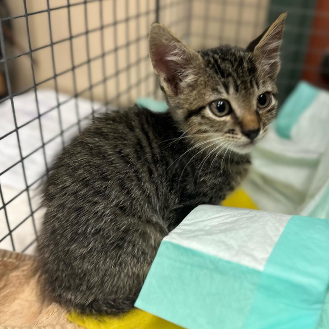 adoptable Cat in Rancho Cucamonga, CA named TOMMY