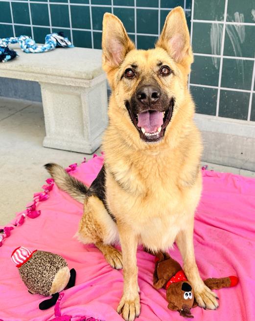 adoptable Dog in Rancho Cucamonga, CA named INDIANA