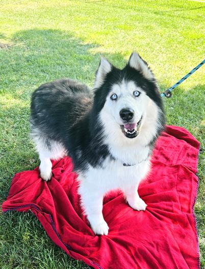 adoptable Dog in Rancho Cucamonga, CA named MALCOLM