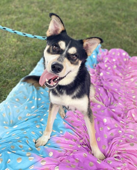 adoptable Dog in Rancho Cucamonga, CA named TRAVIS