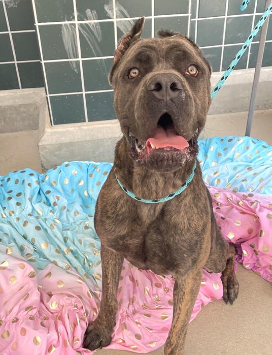 adoptable Dog in Rancho Cucamonga, CA named TIMBER