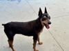 adoptable Dog in rancho cucamonga, CA named ALI