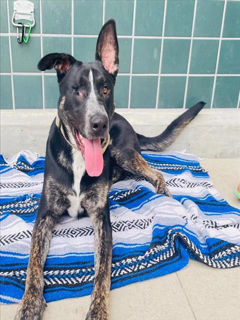 adoptable Dog in Rancho Cucamonga, CA named COLONEL