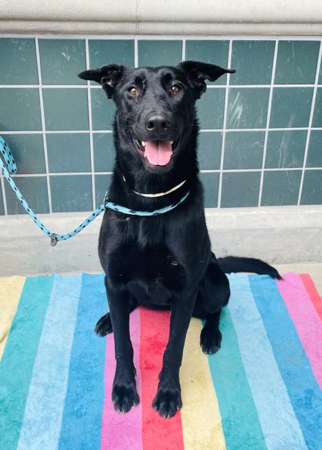 adoptable Dog in Rancho Cucamonga, CA named MADDIE