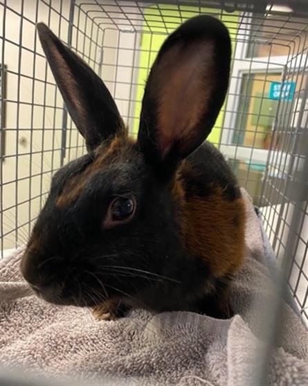 adoptable Rabbit in Rancho Cucamonga, CA named SAWYER