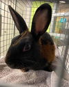 adoptable Rabbit in Rancho Cucamonga, CA named SAWYER