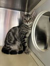 adoptable Cat in Rancho Cucamonga, CA named BUNNY