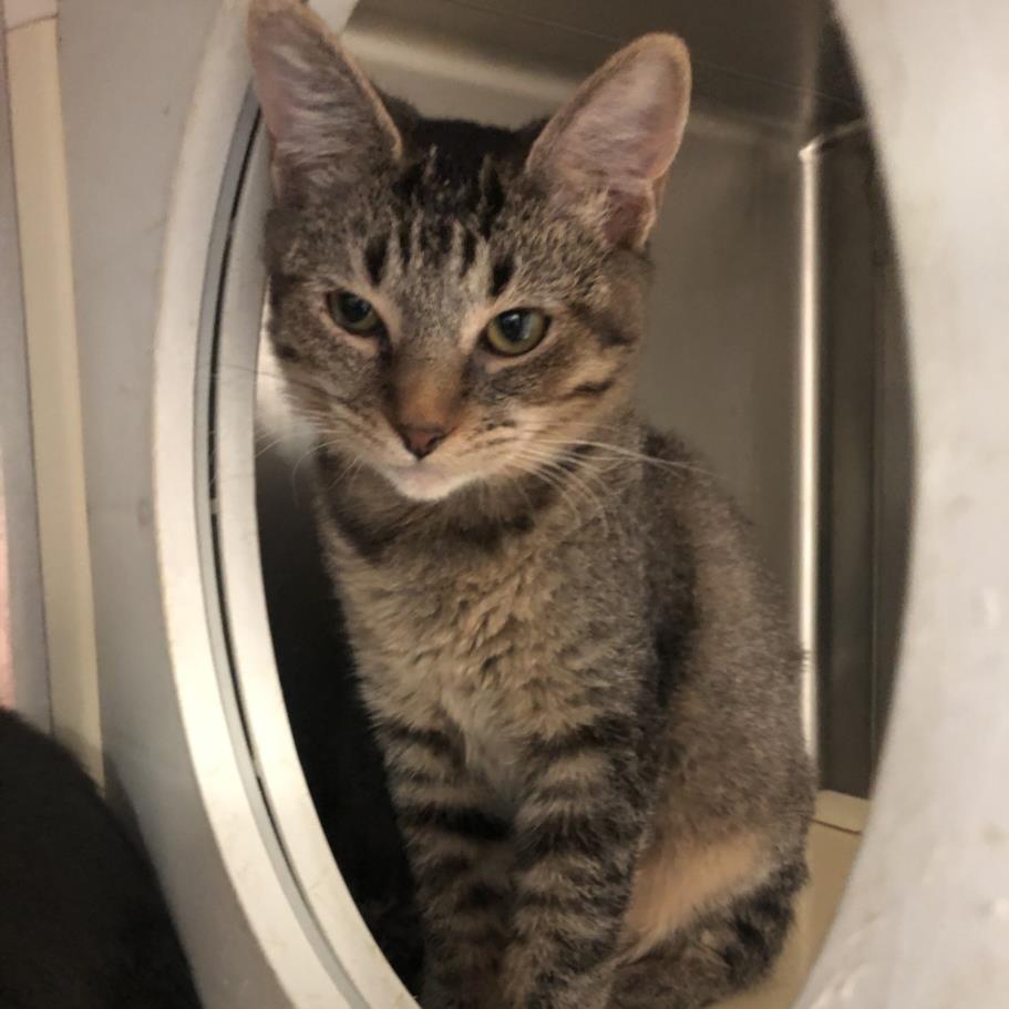 adoptable Cat in Rancho Cucamonga, CA named REIN