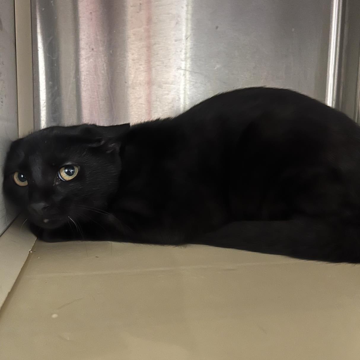 adoptable Cat in Rancho Cucamonga, CA named MIDNIGHT