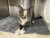 adoptable Cat in Rancho Cucamonga, CA named EMBER