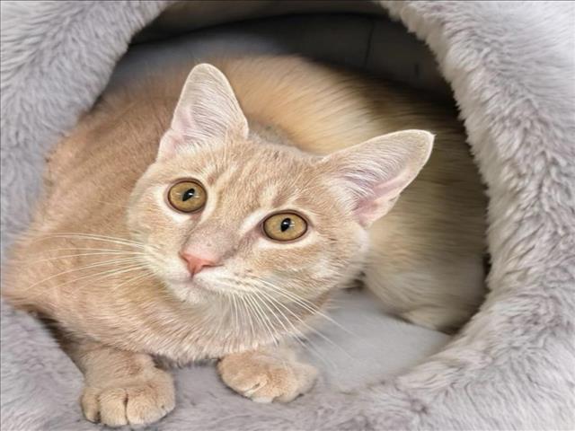 adoptable Cat in Rancho Cucamonga, CA named RONALD