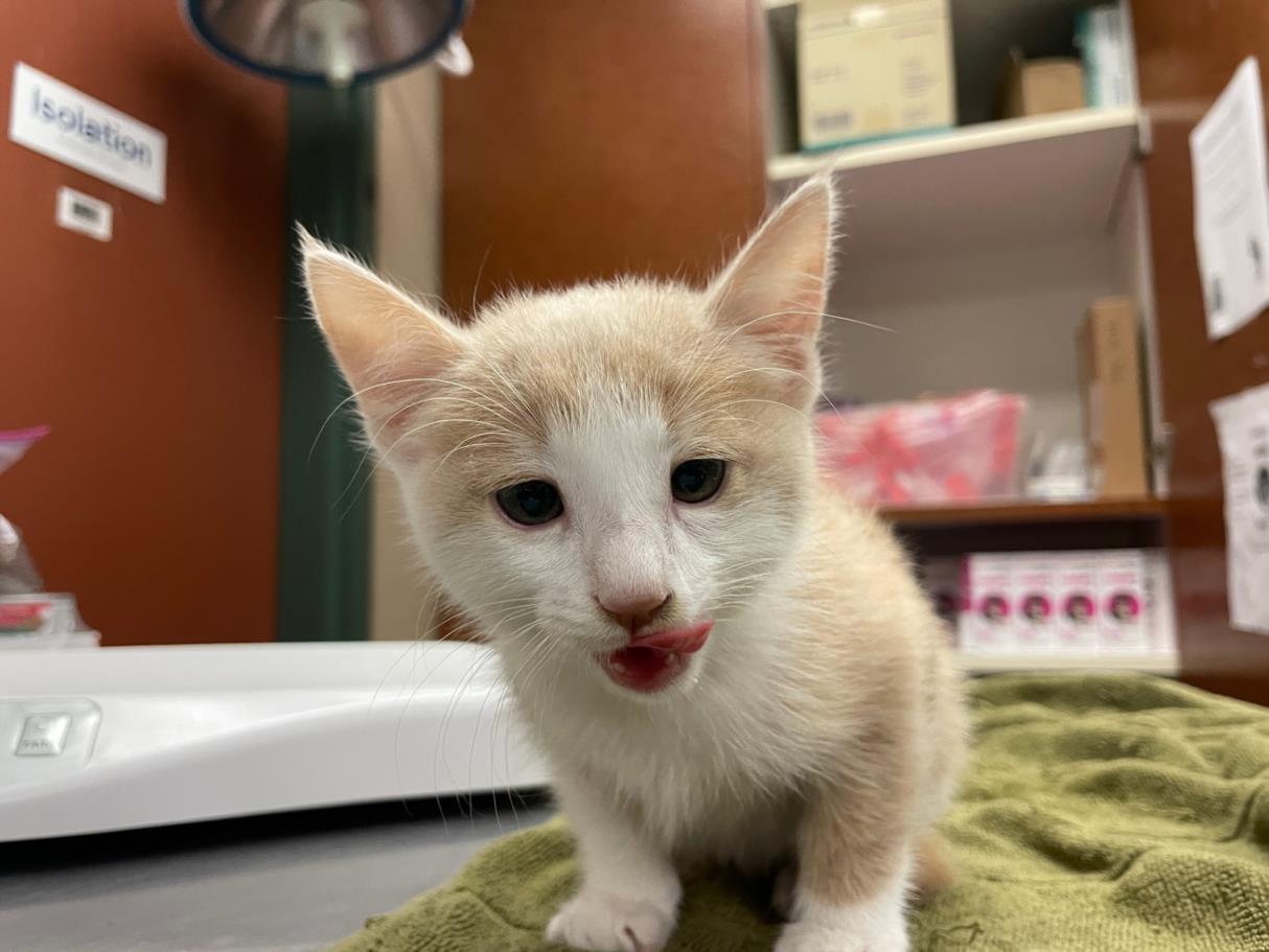 adoptable Cat in Rancho Cucamonga, CA named MASH POTATO