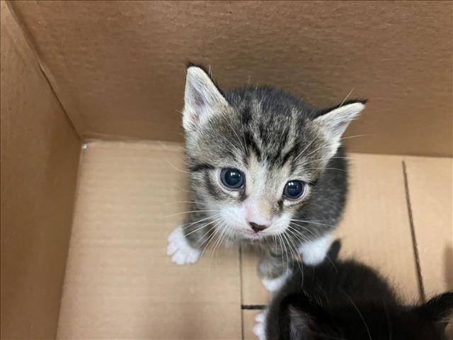 adoptable Cat in Rancho Cucamonga, CA named CRISANTO