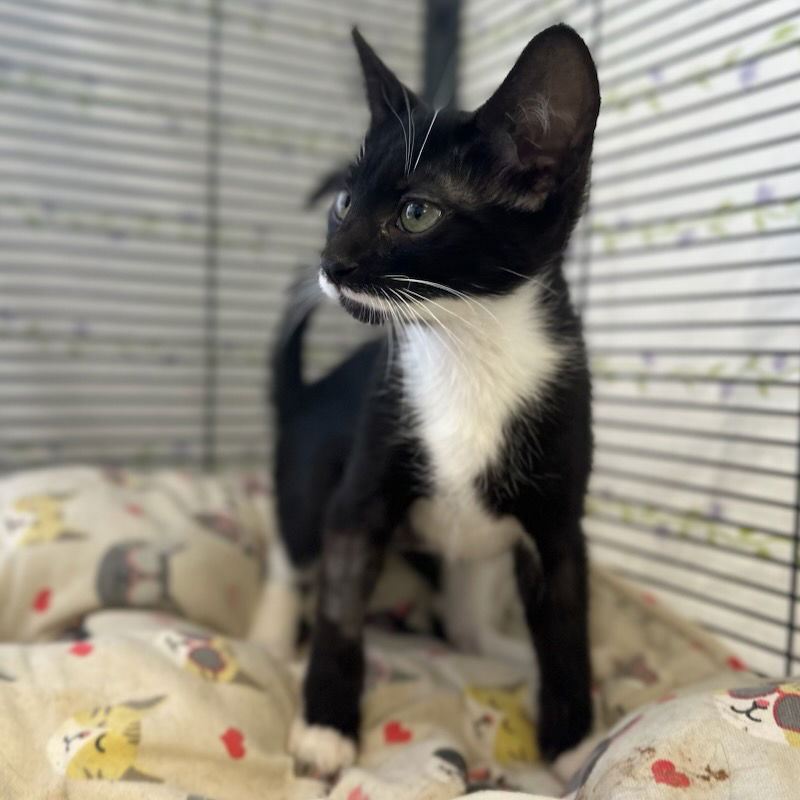 adoptable Cat in Rancho Cucamonga, CA named DAHLIA