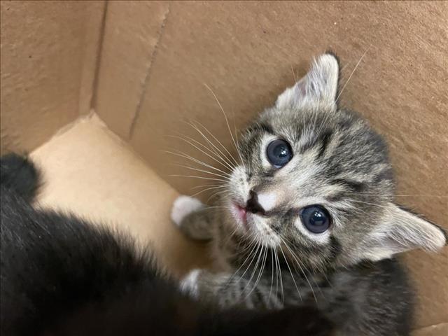 adoptable Cat in Rancho Cucamonga, CA named CALIX