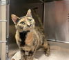 adoptable Cat in Rancho Cucamonga, CA named GOLDIE