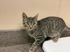 adoptable Cat in Rancho Cucamonga, CA named NUGGET