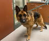 adoptable Dog in Rancho Cucamonga, CA named TINK