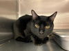 adoptable Cat in Rancho Cucamonga, CA named BINX