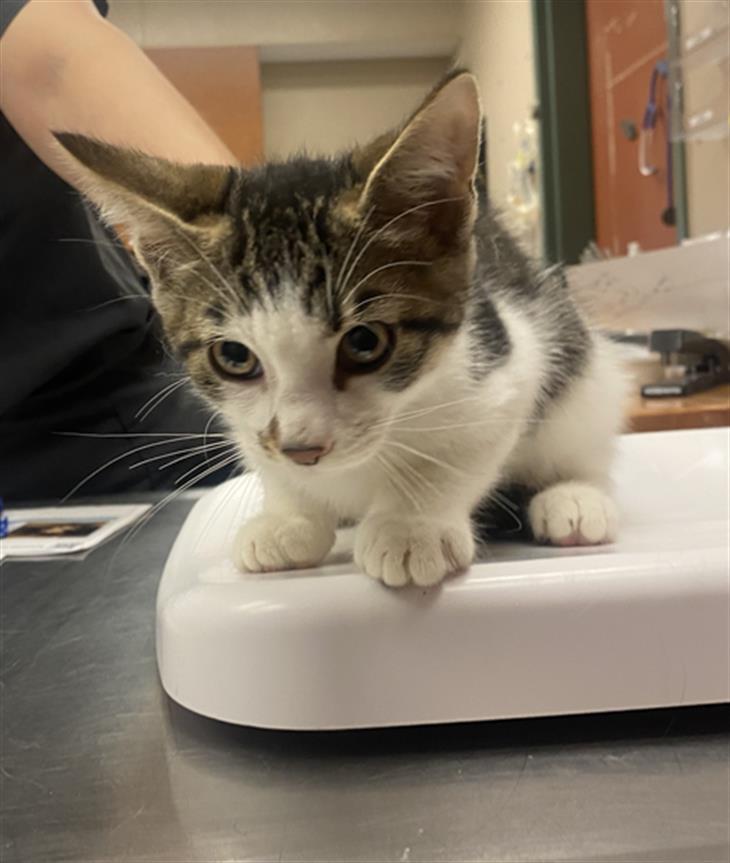 adoptable Cat in Rancho Cucamonga, CA named SCOUT