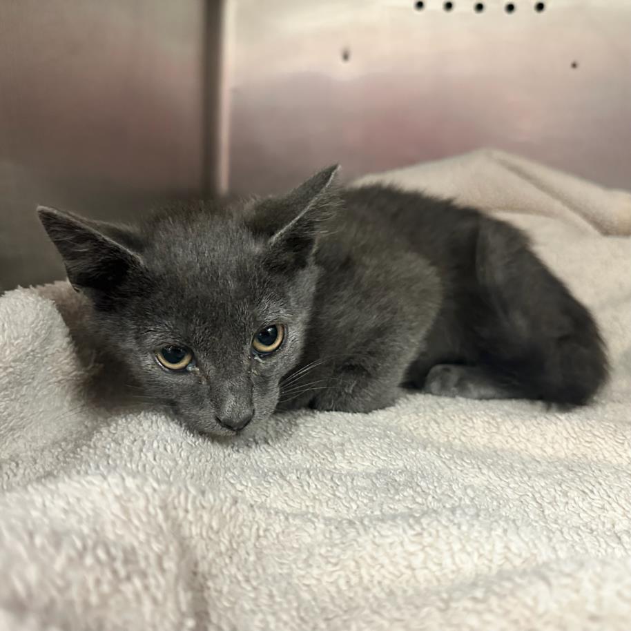 adoptable Cat in Rancho Cucamonga, CA named OSLO