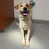 adoptable Dog in Rancho Cucamonga, CA named BRIDGET