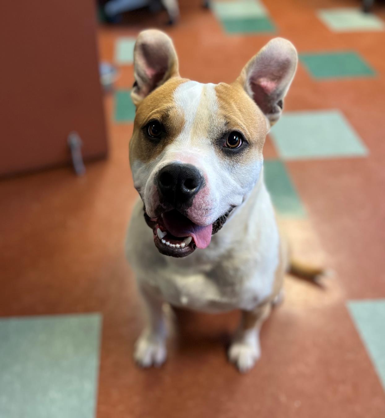 adoptable Dog in Rancho Cucamonga, CA named TYRONE