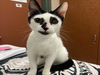 adoptable Cat in Rancho Cucamonga, CA named LEX