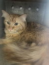 adoptable Cat in Rancho Cucamonga, CA named ROADIE