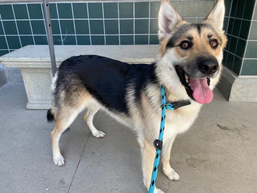 adoptable Dog in Rancho Cucamonga, CA named KONA