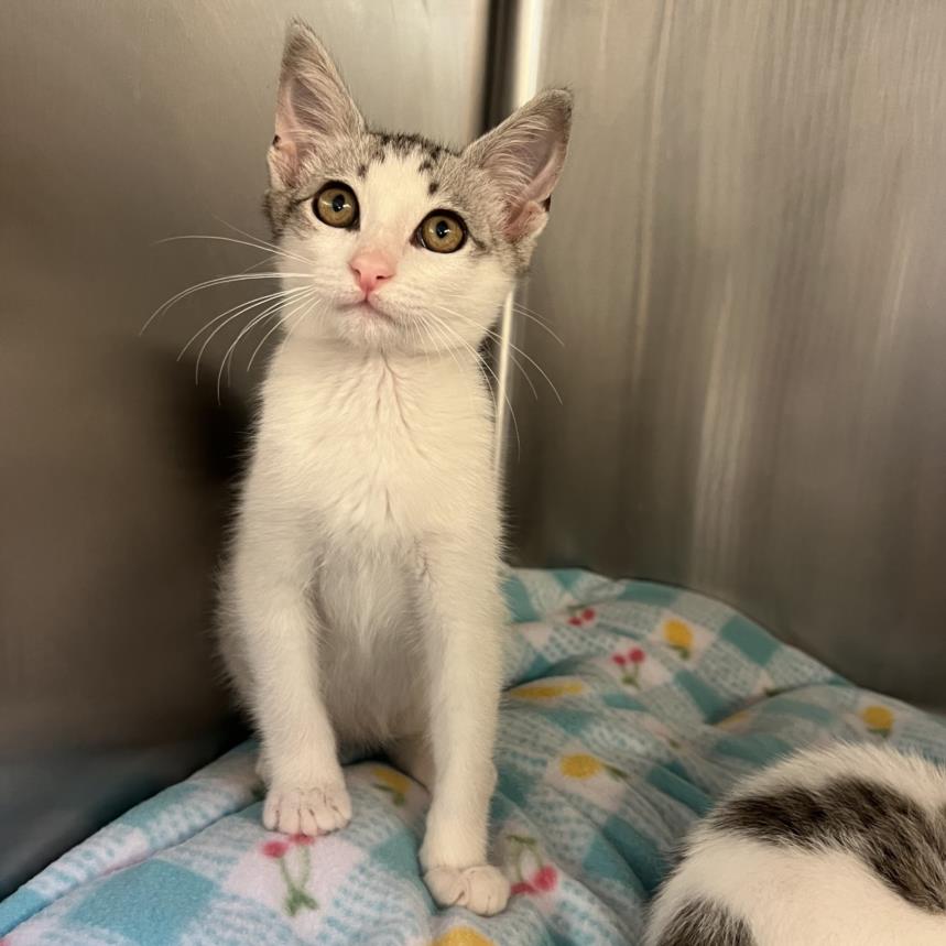 adoptable Cat in Rancho Cucamonga, CA named BARREL