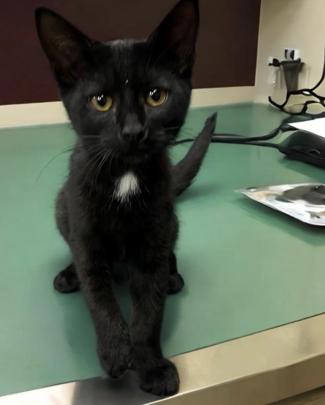 adoptable Cat in Rancho Cucamonga, CA named TAZZ