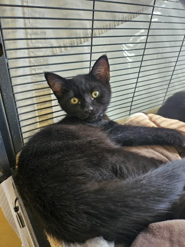 adoptable Cat in Rancho Cucamonga, CA named MOE