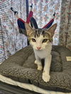 adoptable Cat in Rancho Cucamonga, CA named LIBBY