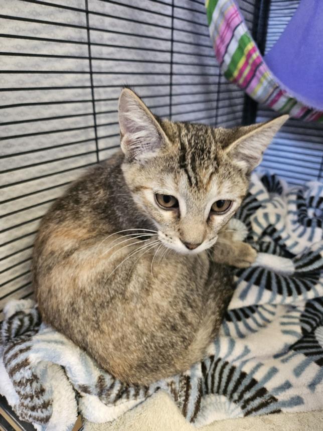 adoptable Cat in Rancho Cucamonga, CA named RINA