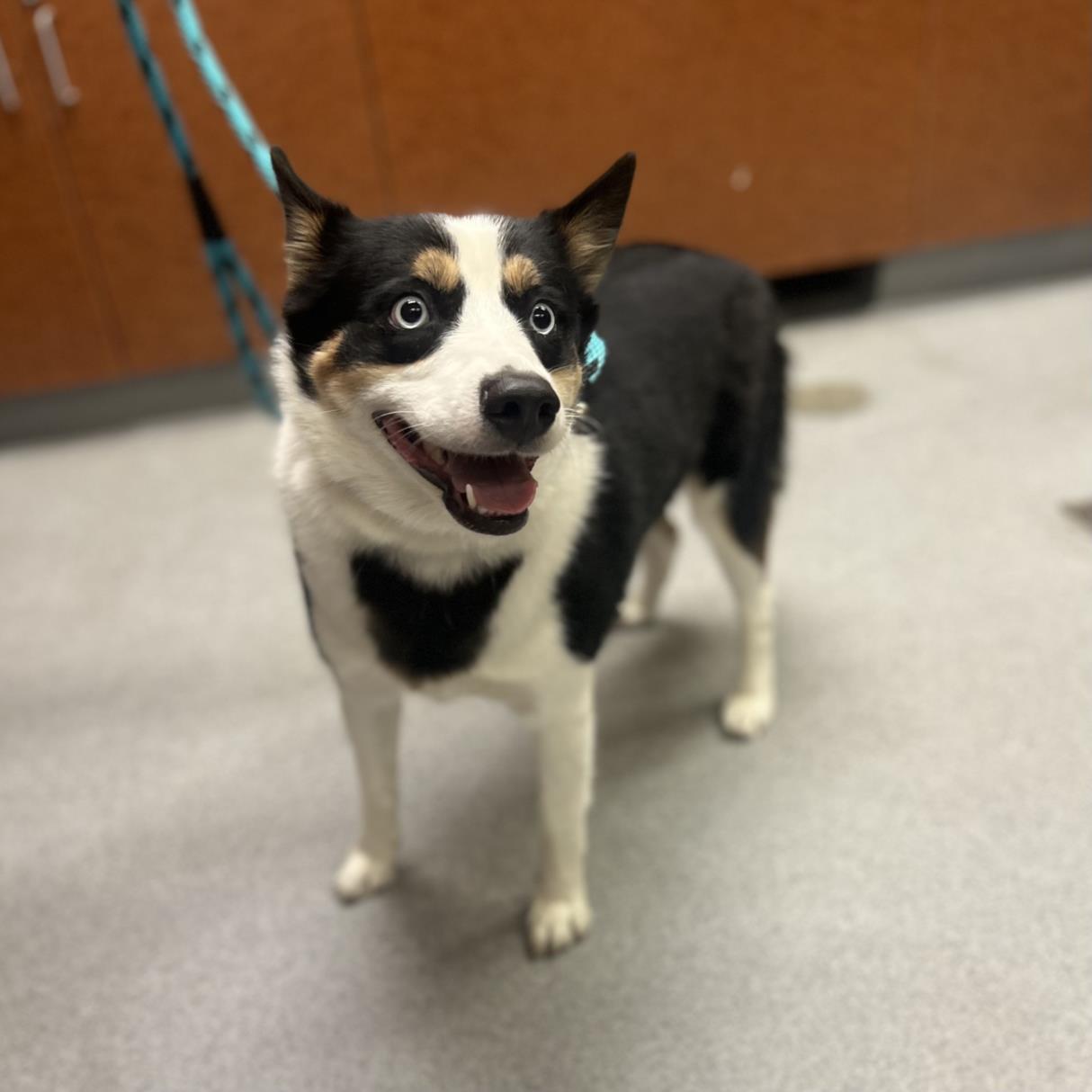 adoptable Dog in Rancho Cucamonga, CA named MUFFIN