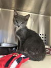 adoptable Cat in Rancho Cucamonga, CA named FINNEGAN