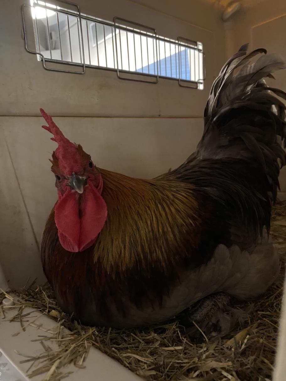 adoptable Chicken in Rancho Cucamonga, CA named SMOKEY