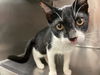 adoptable Cat in Rancho Cucamonga, CA named FRED