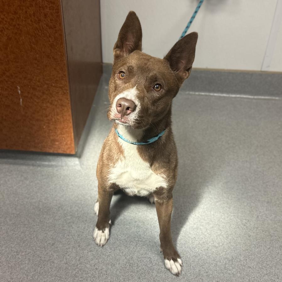 adoptable Dog in Rancho Cucamonga, CA named MOOSE