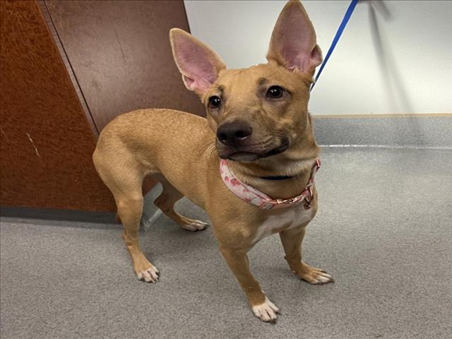 adoptable Dog in Rancho Cucamonga, CA named POPPY