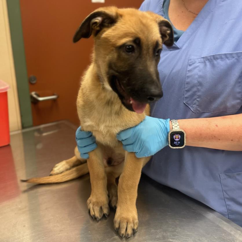 adoptable Dog in Rancho Cucamonga, CA named BERT