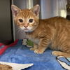 adoptable Cat in Rancho Cucamonga, CA named RICKY BOBBY