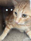 adoptable Cat in Rancho Cucamonga, CA named ARROW ORANGE