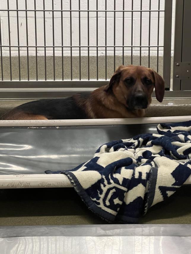 adoptable Dog in Rancho Cucamonga, CA named MAVERICK